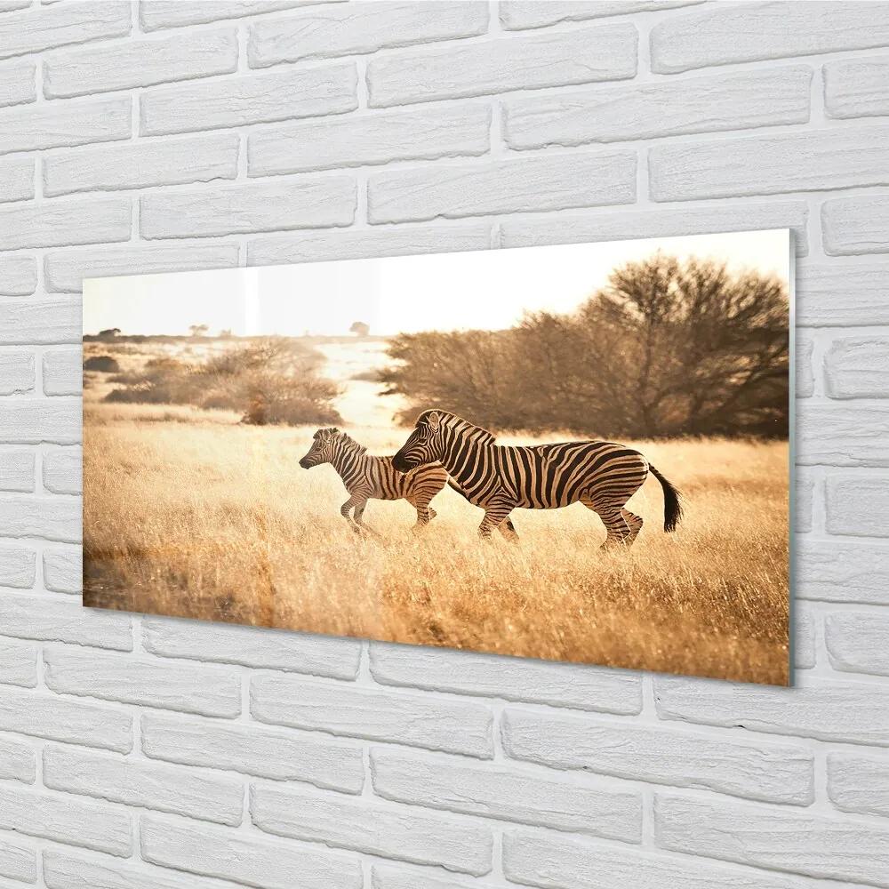 Sklenený obraz Zebra poľa sunset 120x60 cm