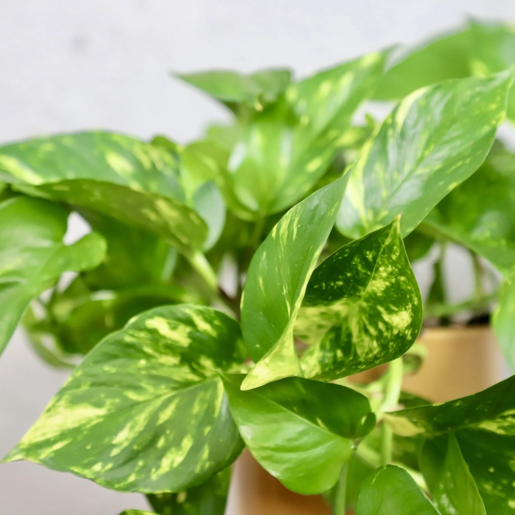Epipremnum Pothos Aureum zlatý