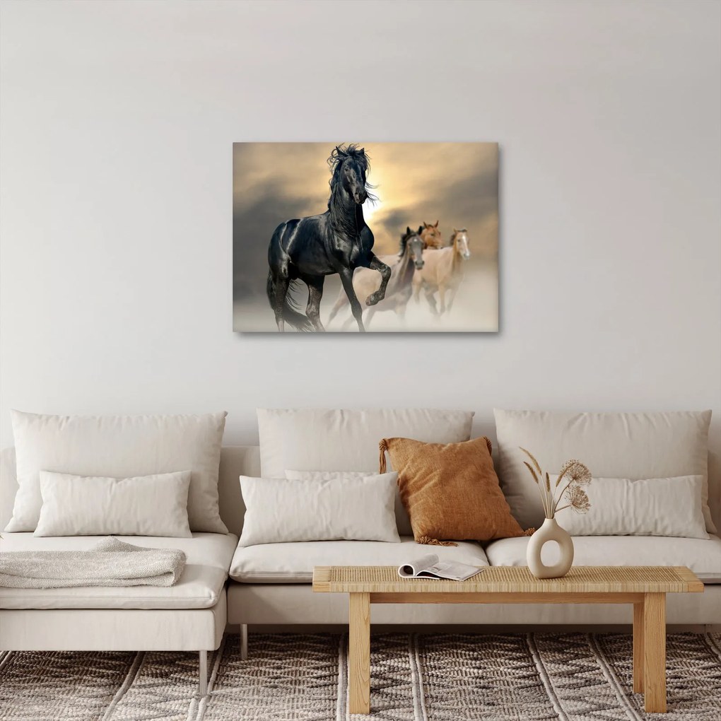 Obraz - Kone (70x50 cm)