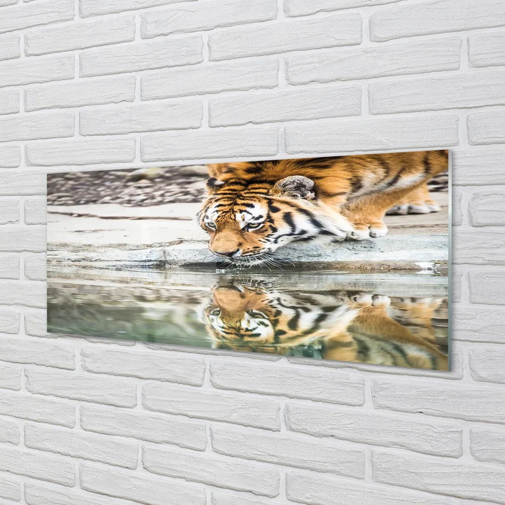 Obraz na akrylátovom skle Tiger pitie 120x60 cm