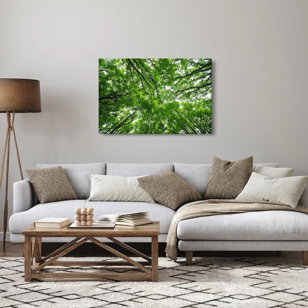 Obraz - Pohľad do korún stromov (90x60 cm)
