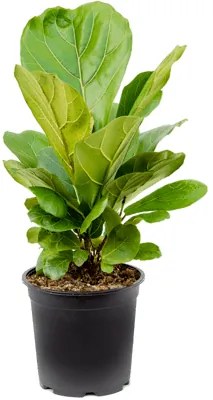 Ficus lyrata stem Pots. 21x50 cm