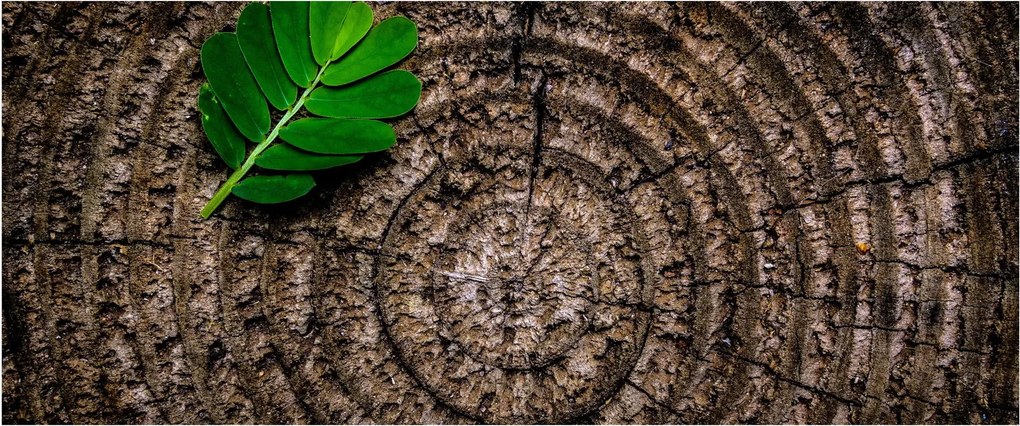 Obraz listu na kmeni stromu (120x50 cm)