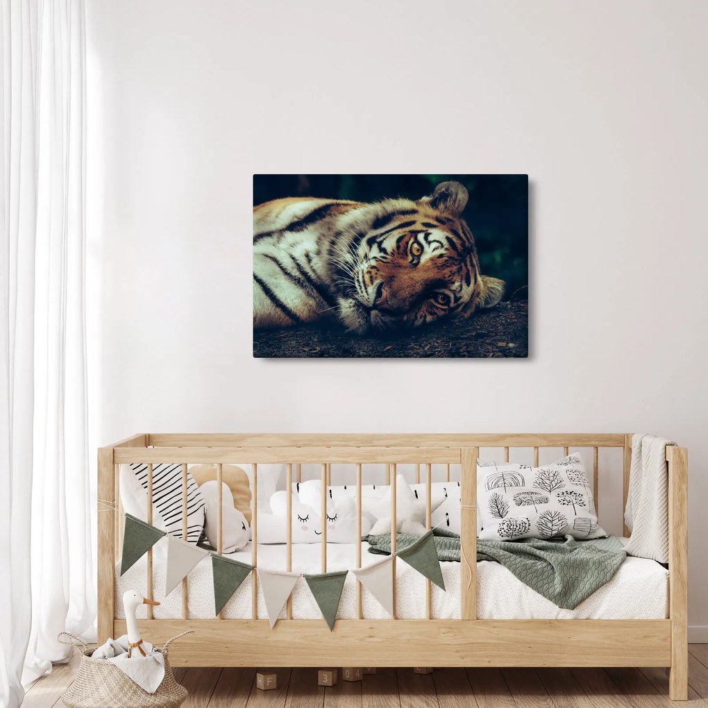 Obraz - Tiger Sibírsky (90x60 cm)