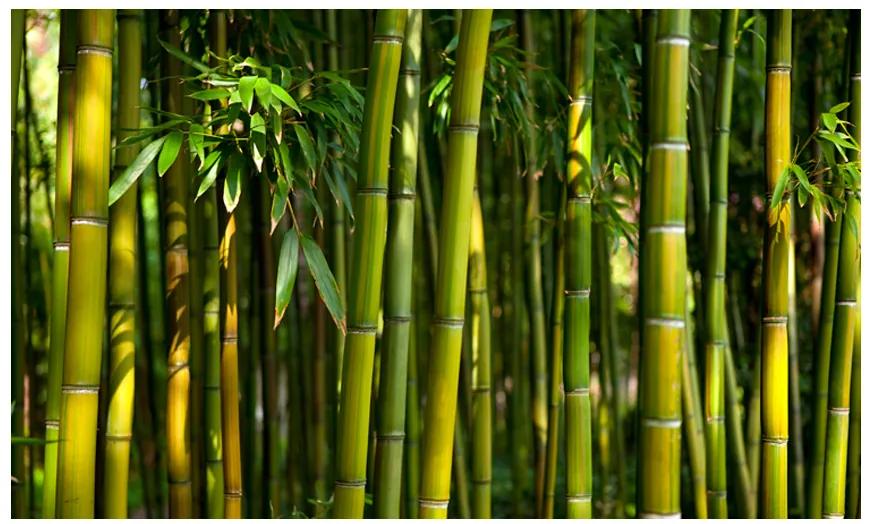 Artgeist Fototapeta - Asian bamboo forest Veľkosť: 300x231, Verzia: Standard