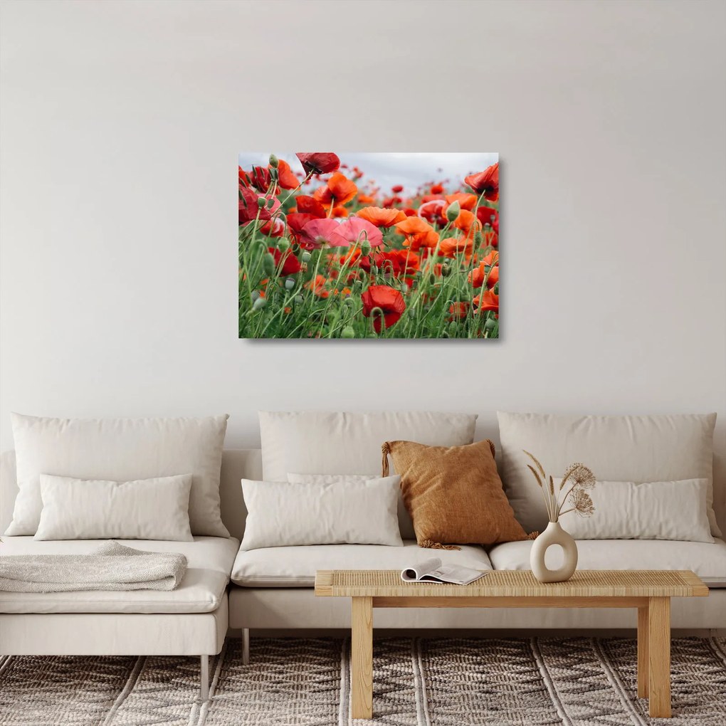 Sklenený obraz z poľa vlčích makov (70x50 cm)