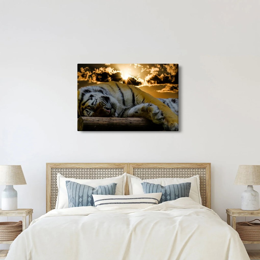 Obraz spiaceho tigra (90x60 cm)
