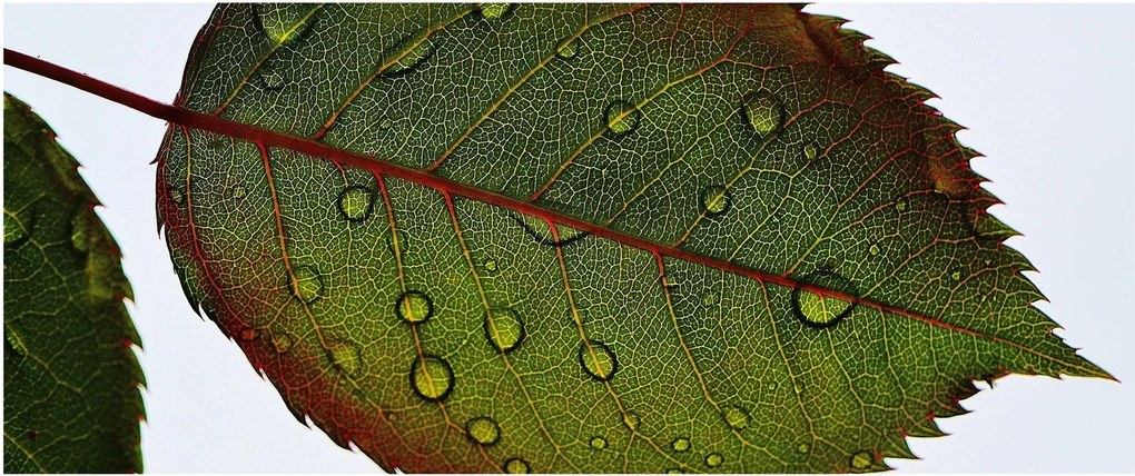 Obraz - List ruže (120x50 cm)