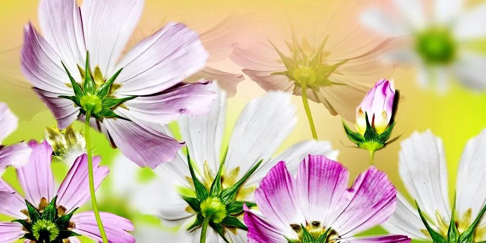 Obraz záhradné kvety Varianta: 100x50