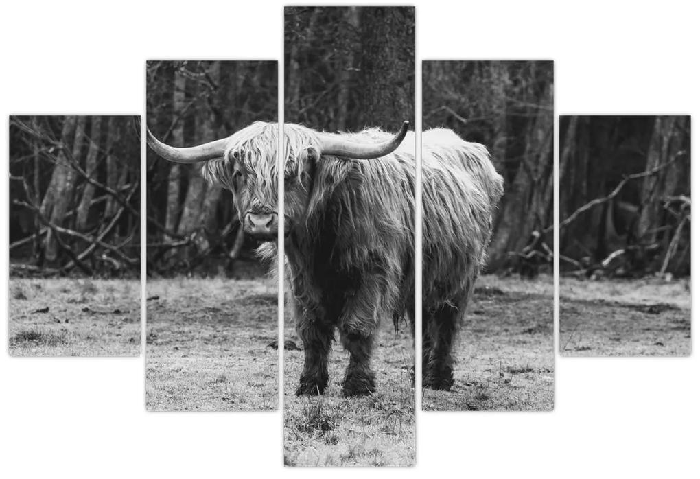 Obraz - Škótska krava 3, čiernobiela (150x105 cm)