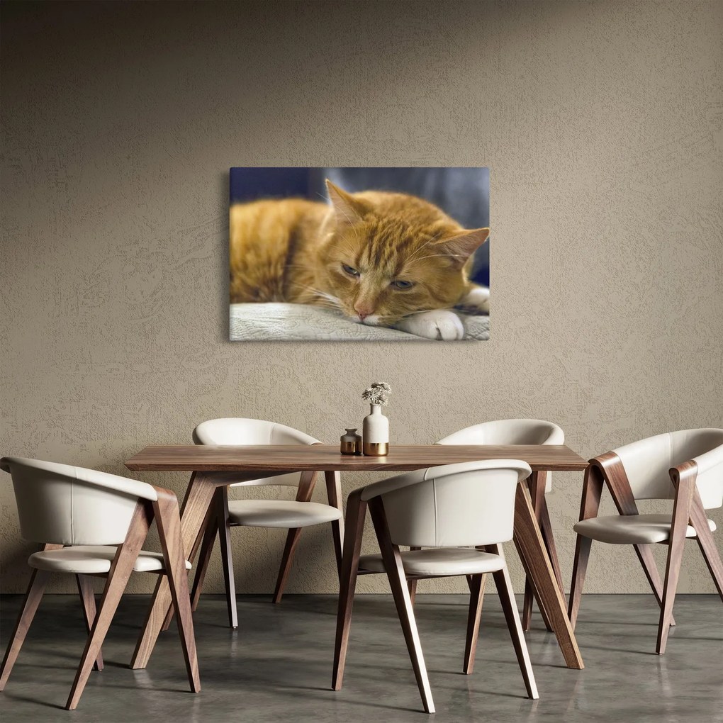 Obraz mačky (90x60 cm)