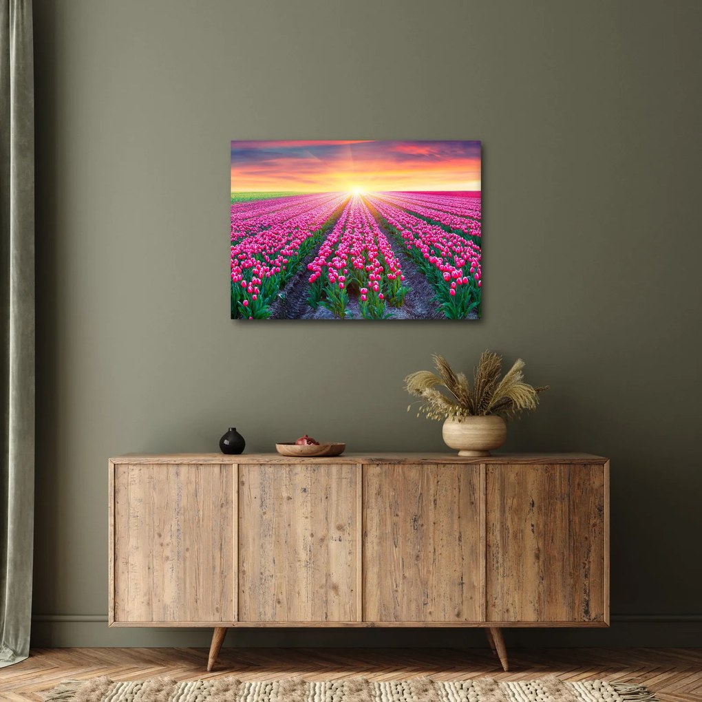 Obraz poľa tulipánov so slnkom (70x50 cm)