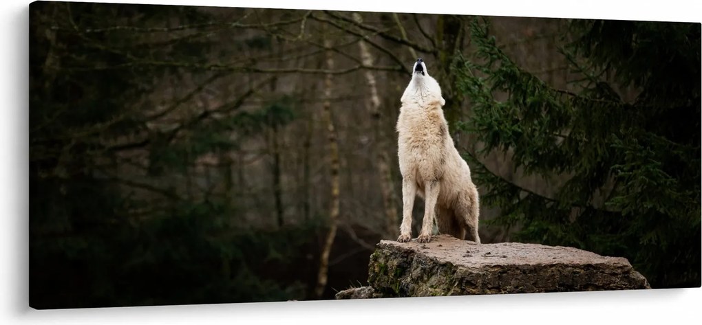 Obraz - Vytie vlka (120x50 cm)