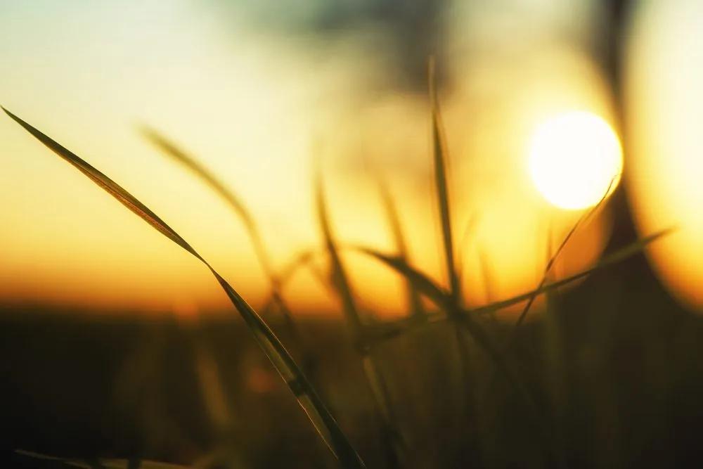 Obraz zapadajúce slnko v tráve Varianta: 120x80