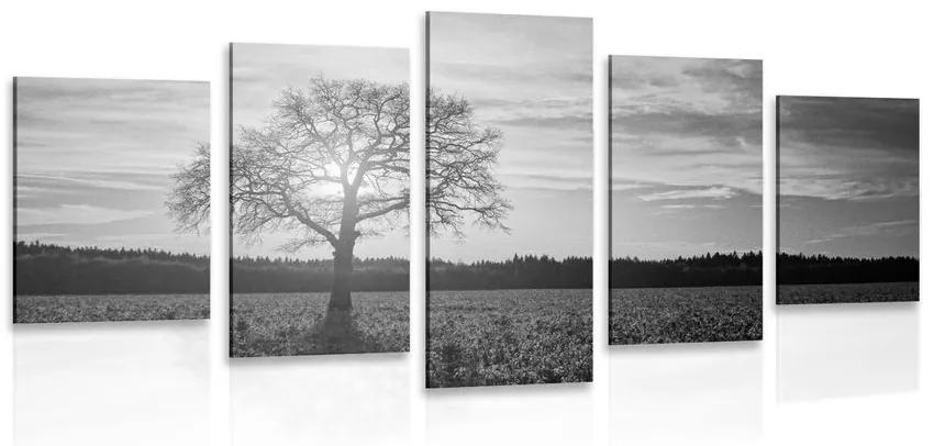5-dielny obraz osamelého stromu v čiernobielom prevedení Varianta: 100x50