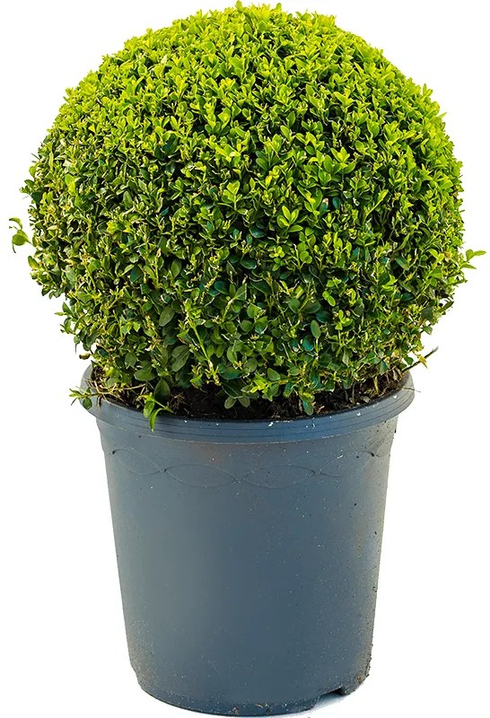 Buxus sempervirens 26x55 cm