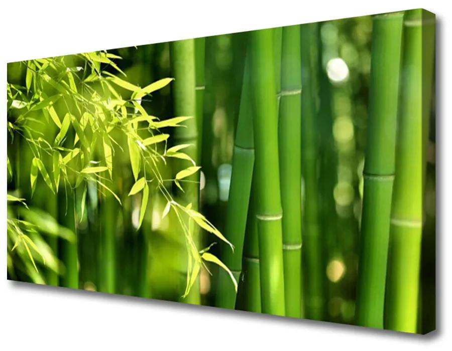 Obraz Canvas Bambus listy rastlina 120x60cm