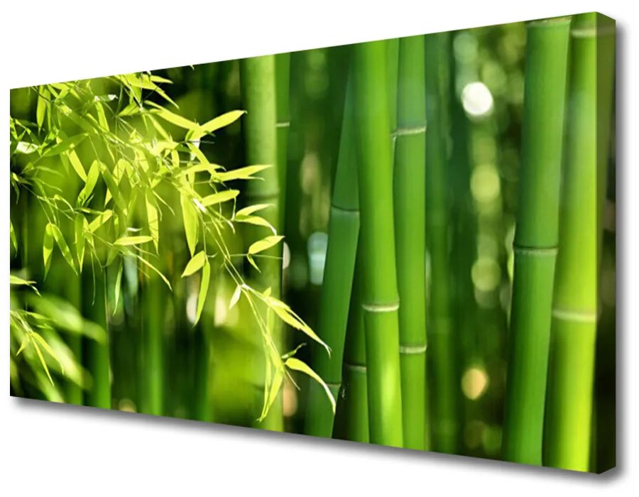 Obraz Canvas Bambus listy rastlina 140x70 cm