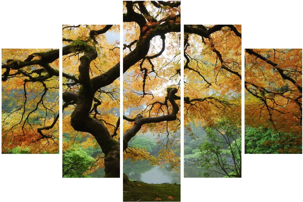 Obraz žltého japonského javora, Portland, Oregon (150x105 cm)