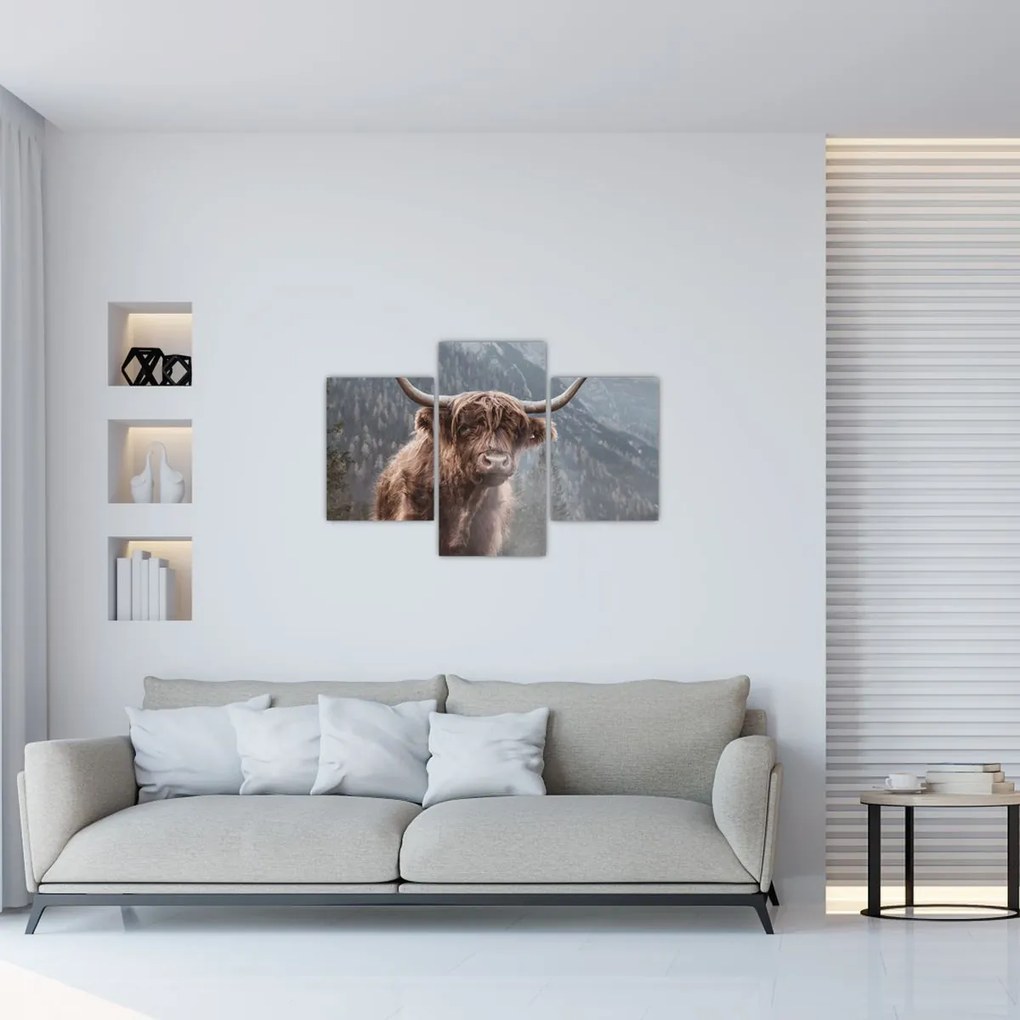 Obraz - Highlander krava (90x60 cm)
