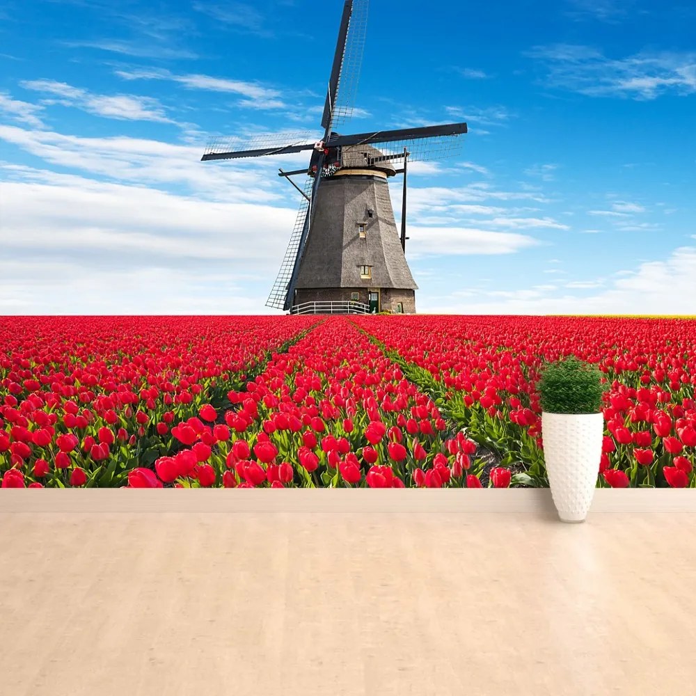 Fototapeta Vliesová Veterný mlyn tulipány 208x146 cm