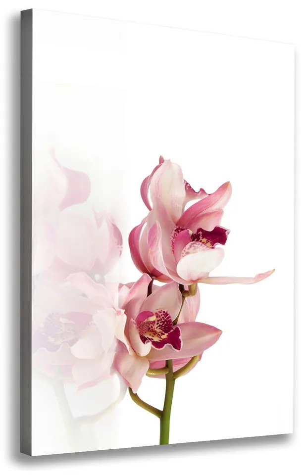 Foto obraz na plátne Ružová orchidea pl-oc-70x100-f-18886978