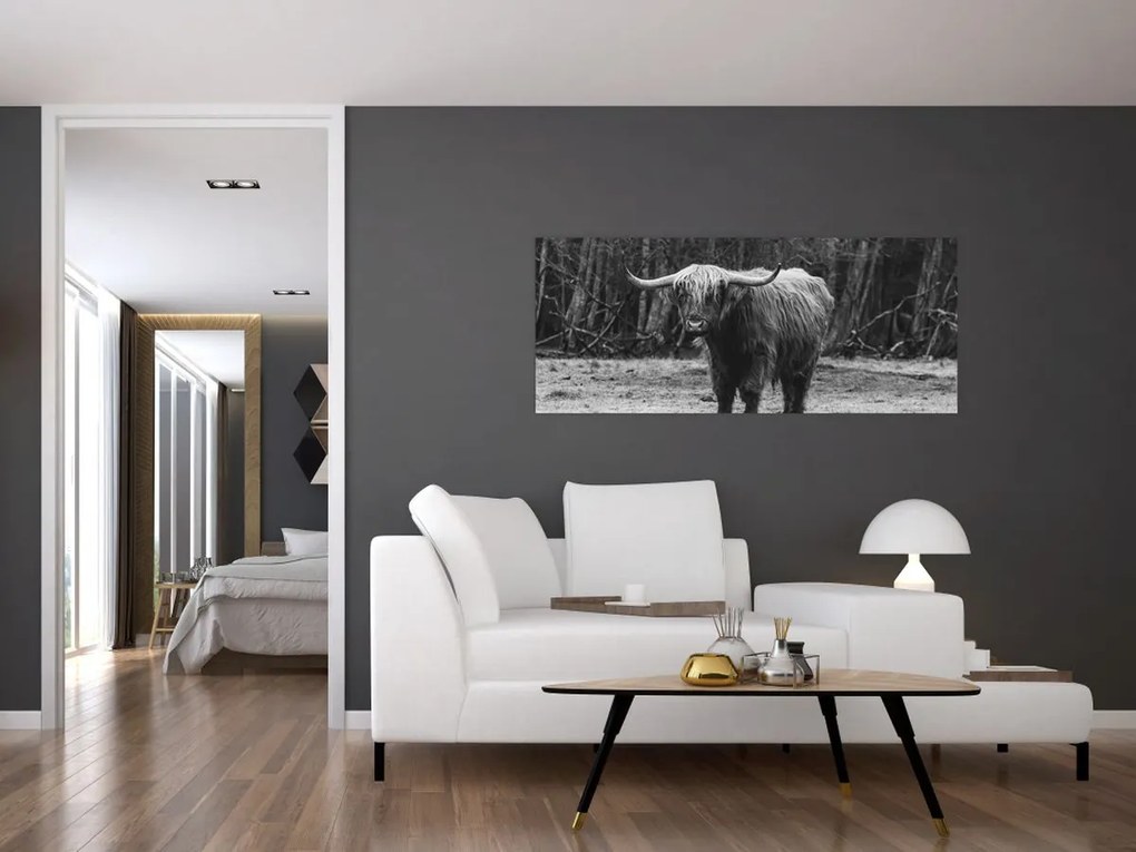 Obraz - Škótska krava (120x50 cm)