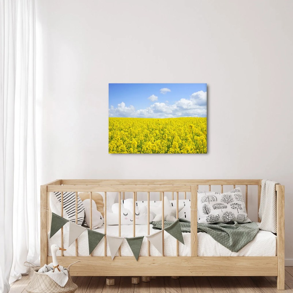 Obraz žltého poľa (70x50 cm)