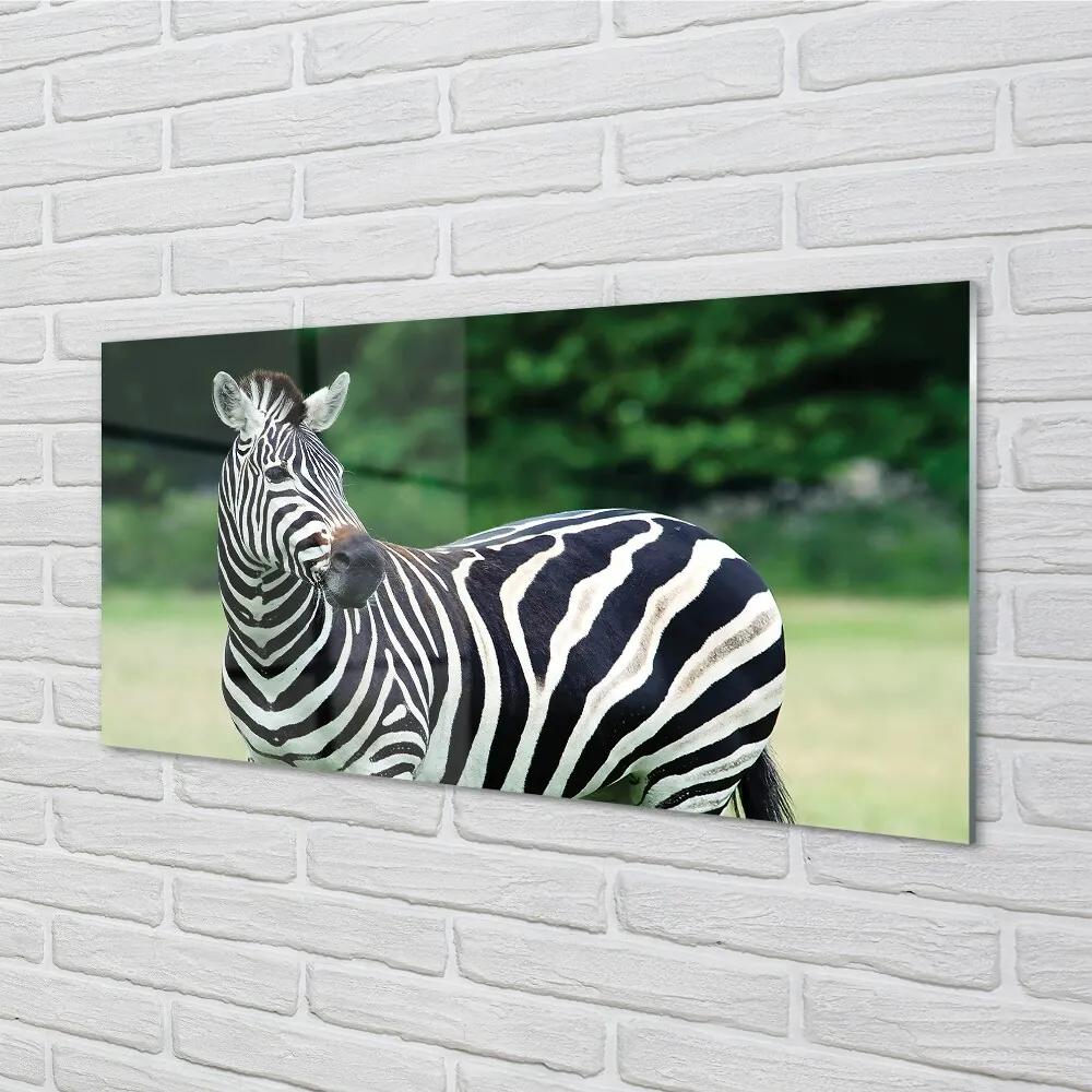 Sklenený obraz Zebra box 120x60 cm