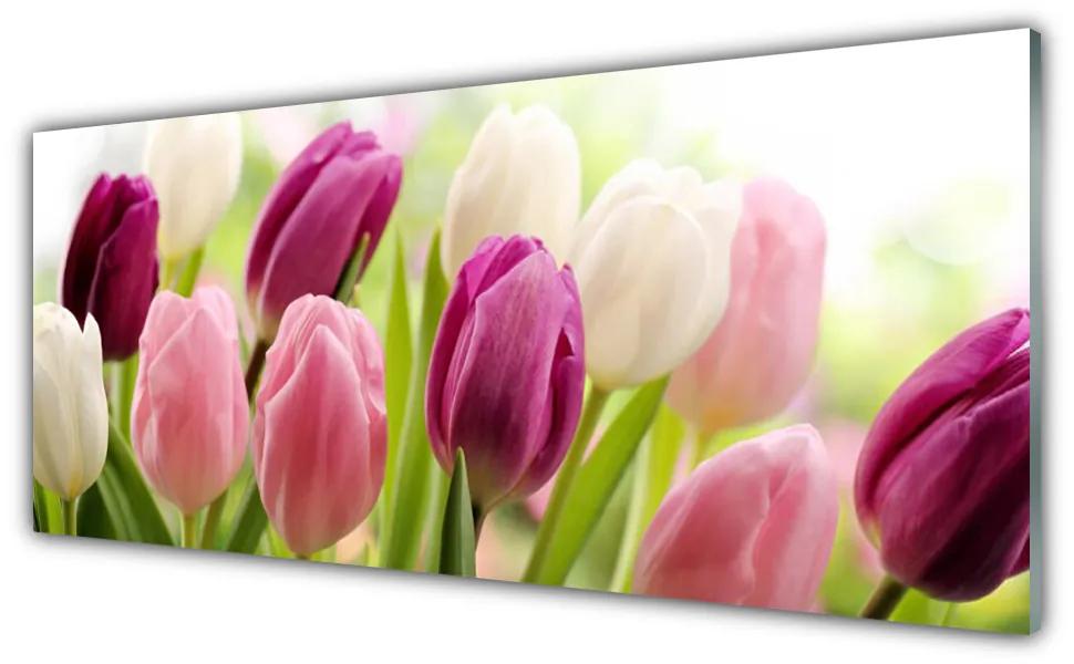 Obraz plexi Tulipány kvety príroda lúka 125x50 cm