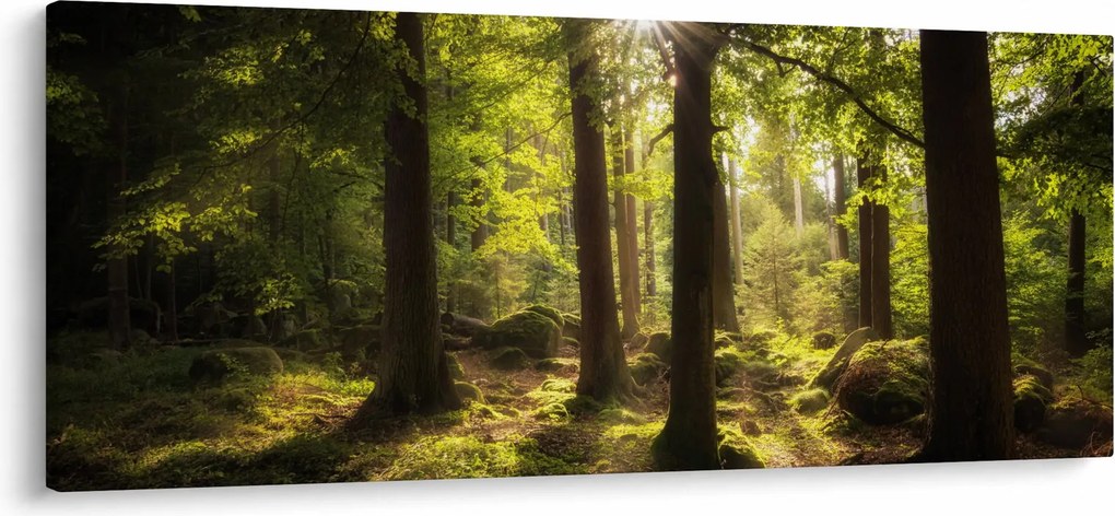 Obraz snového lesa (120x50 cm)
