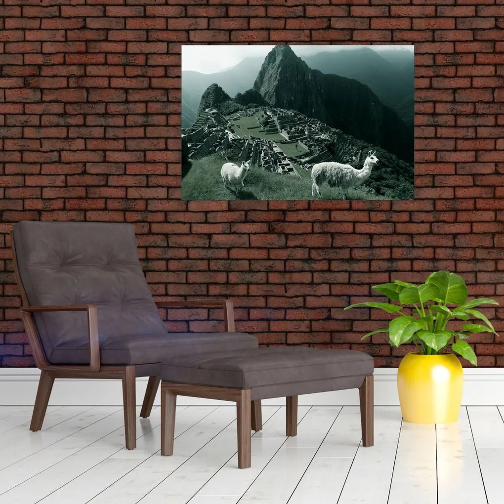 Obraz - Lamy na Machu Picchu v Peru (90x60 cm)