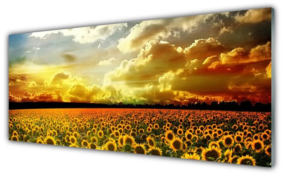 Obraz plexi Pole slnečníc krajina 125x50 cm