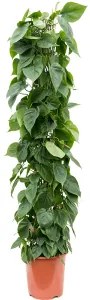 Philodendron scandens Column 27x150 cm