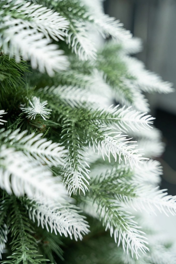 Limpol Vianočný stromček Kanadská biela borovica Výška stromčeka: 170 cm