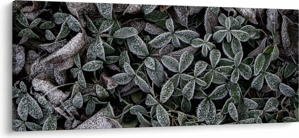Obraz - Zamrznuté rastliny (120x50 cm)