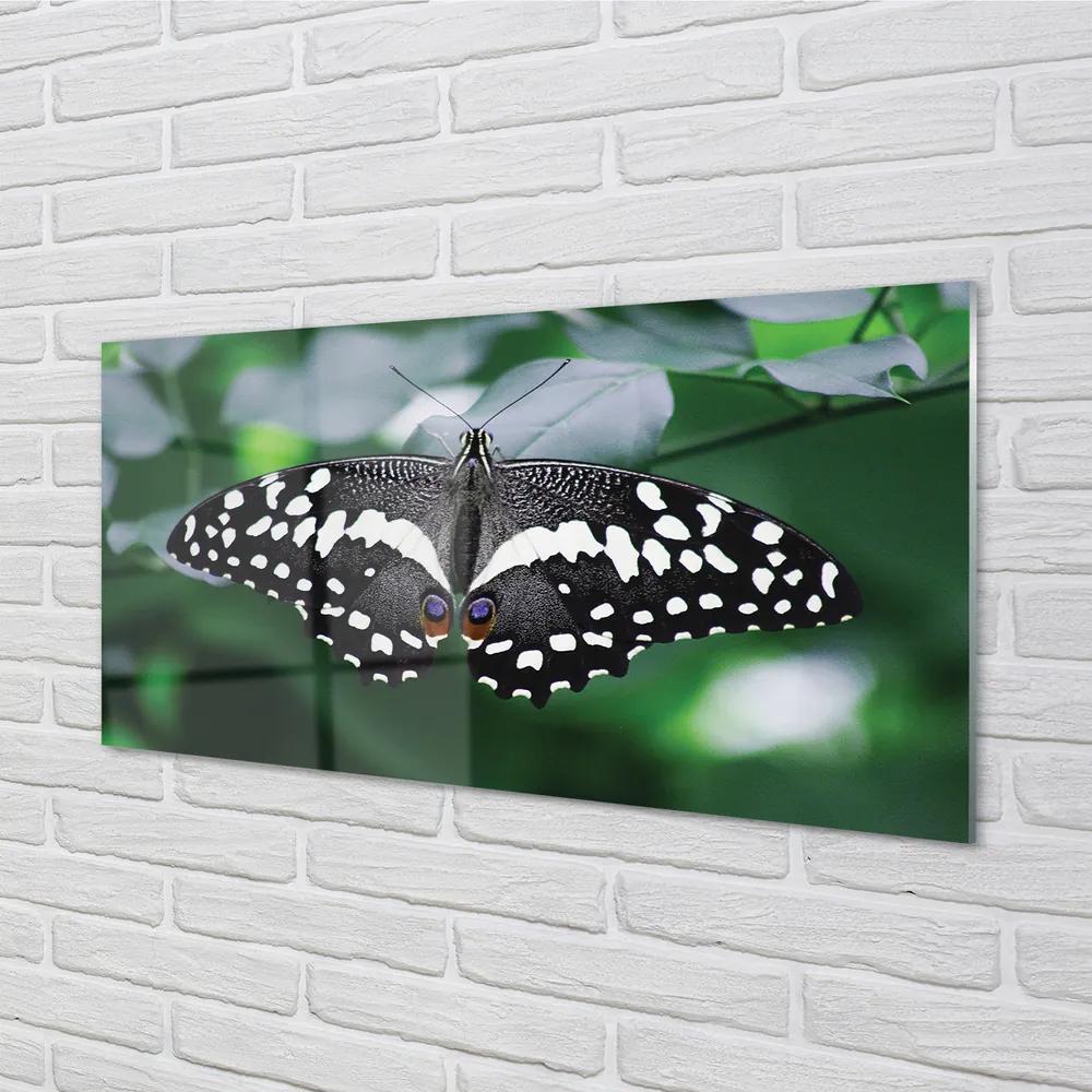 Obraz na akrylátovom skle Farebný motýľ lístia 140x70 cm