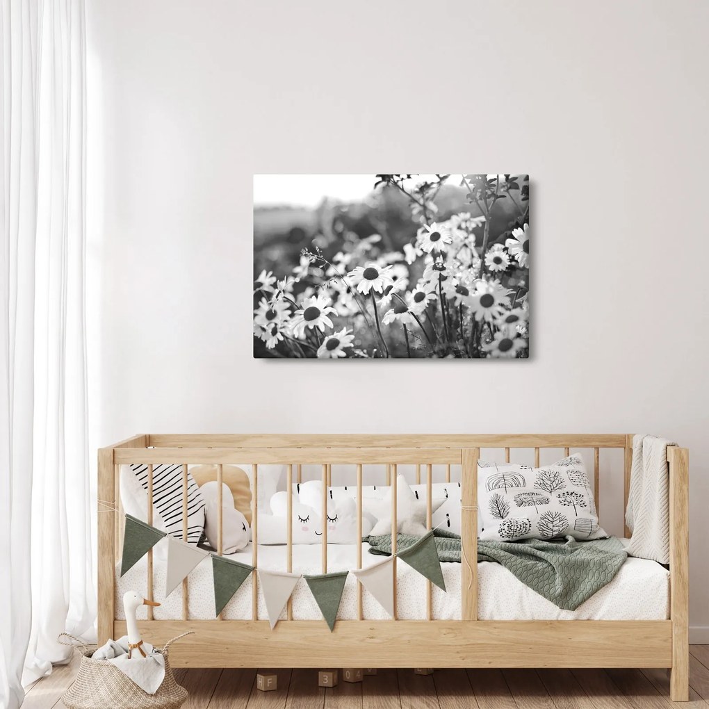 Obraz - Kopretiny (90x60 cm)