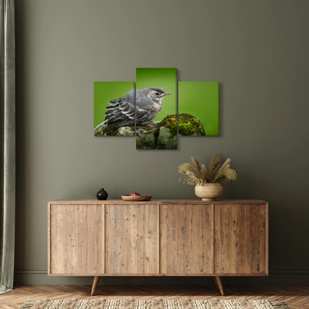 Obraz - Muchárik (90x60 cm)