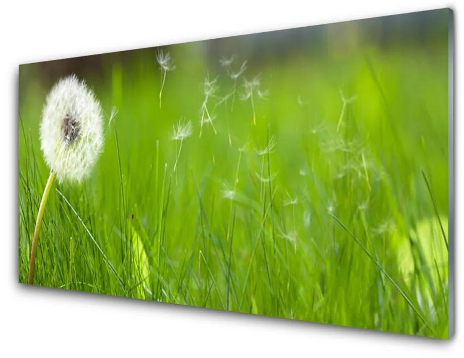 Obraz na skle Púpava tráva rastlina 100x50 cm