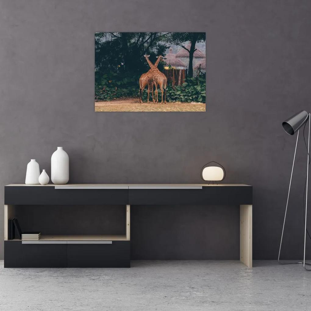 Sklenený obraz dvoch žiráf (70x50 cm)