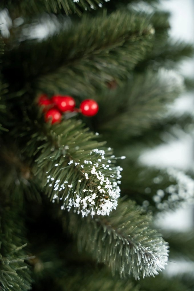 Limpol Borovica Iza s červenými bobuľami Slim Výška stromčeka: 180 cm