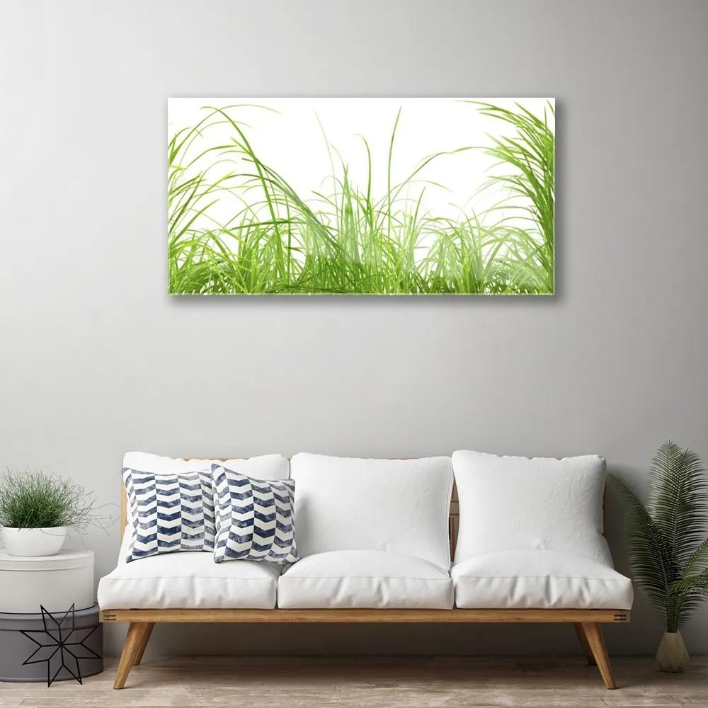 Skleneny obraz Tráva rastlina príroda 100x50 cm