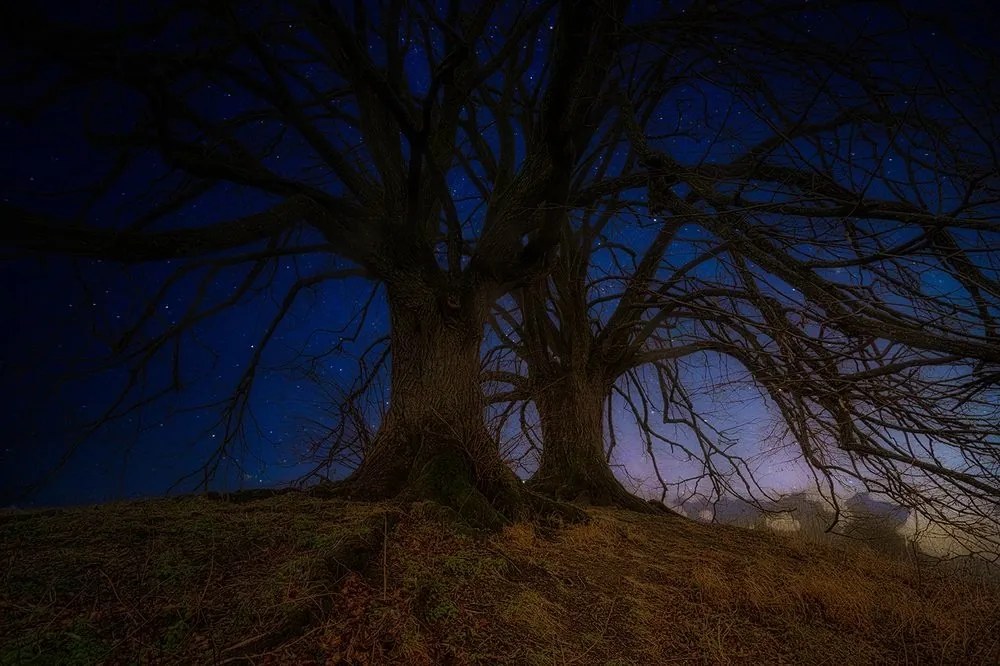 Tapeta stromy v nočnej krajine - 150x100