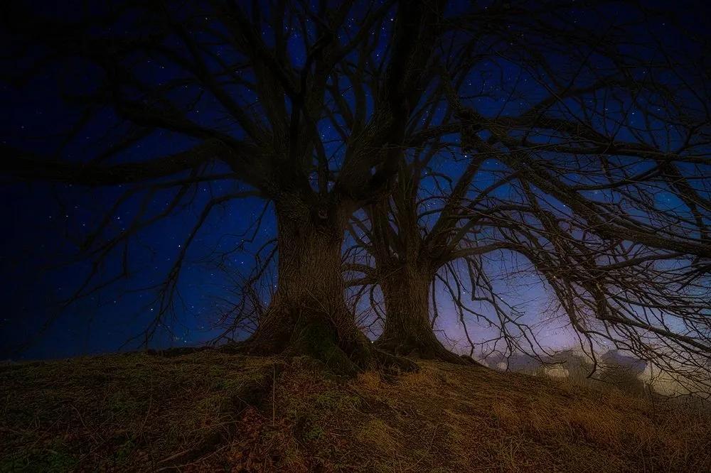 Tapeta stromy v nočnej krajine - 375x250