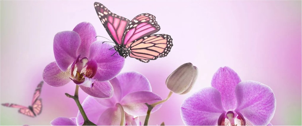 Obraz - Motýľ na kvetoch orchidey, lila (120x50 cm)