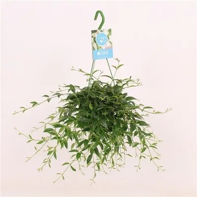 Codonanthe crassifolia Hanging 14x40 cm