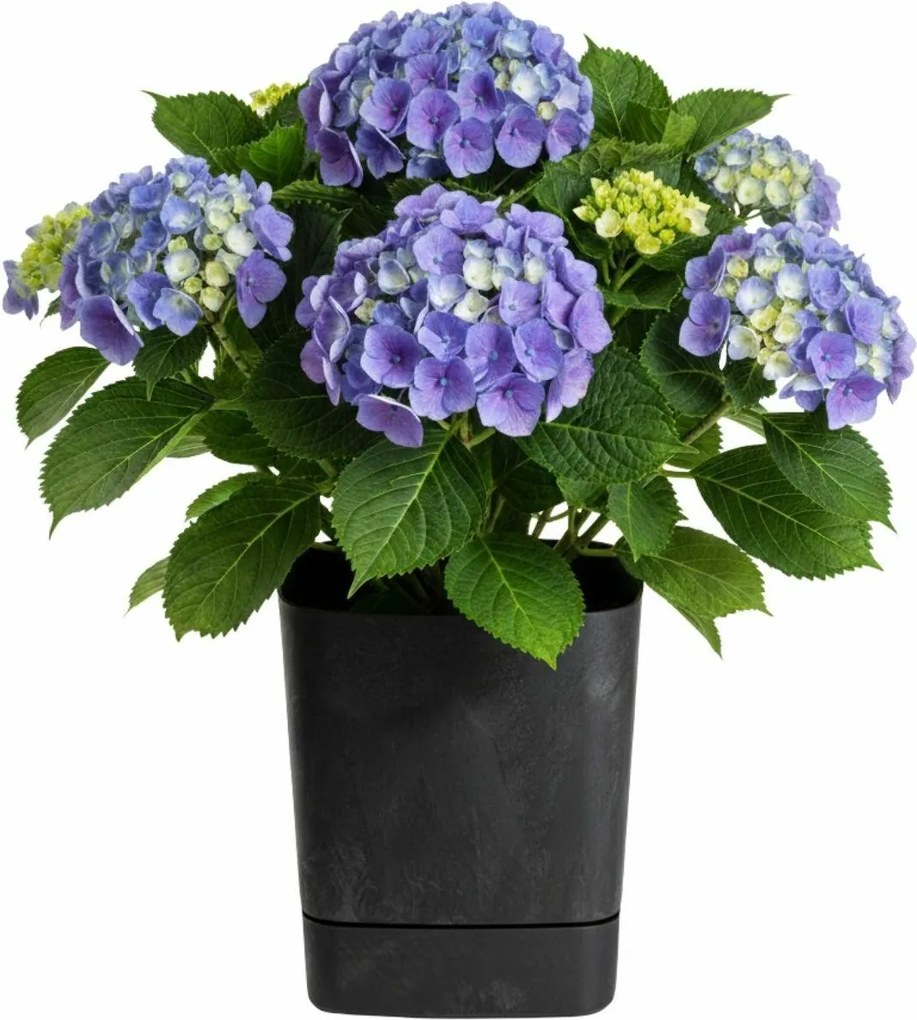 Plastový květináč s podmiskou Cubi 34x34 cm černý beton