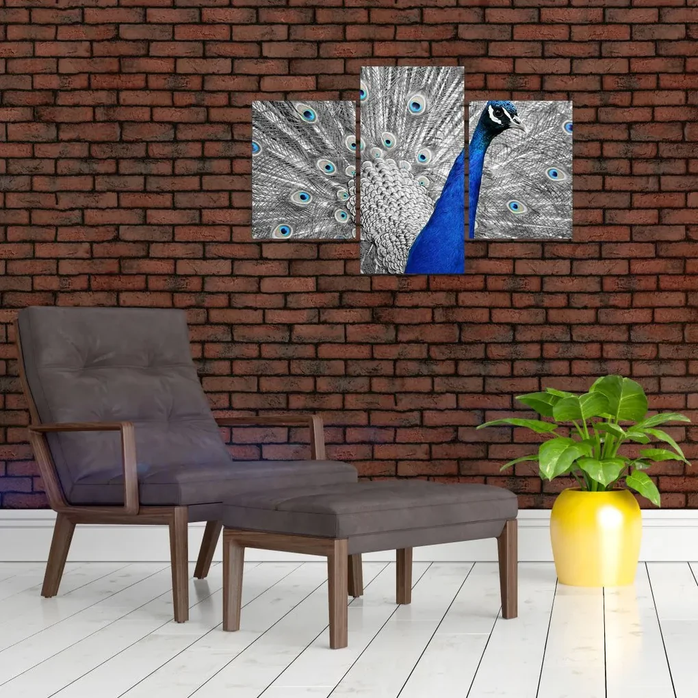 Obraz - modrý páv (90x60 cm)