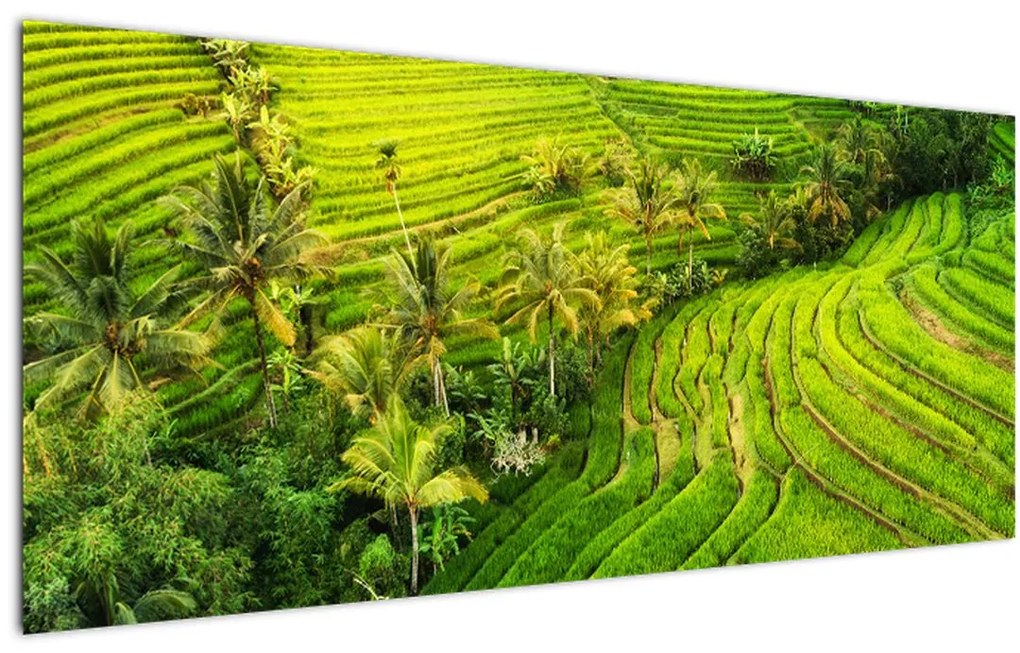 Obraz - Ryžové terasy (120x50 cm)
